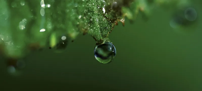 Green season 2
