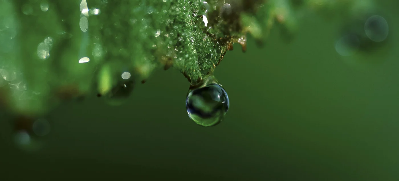 Green season 2